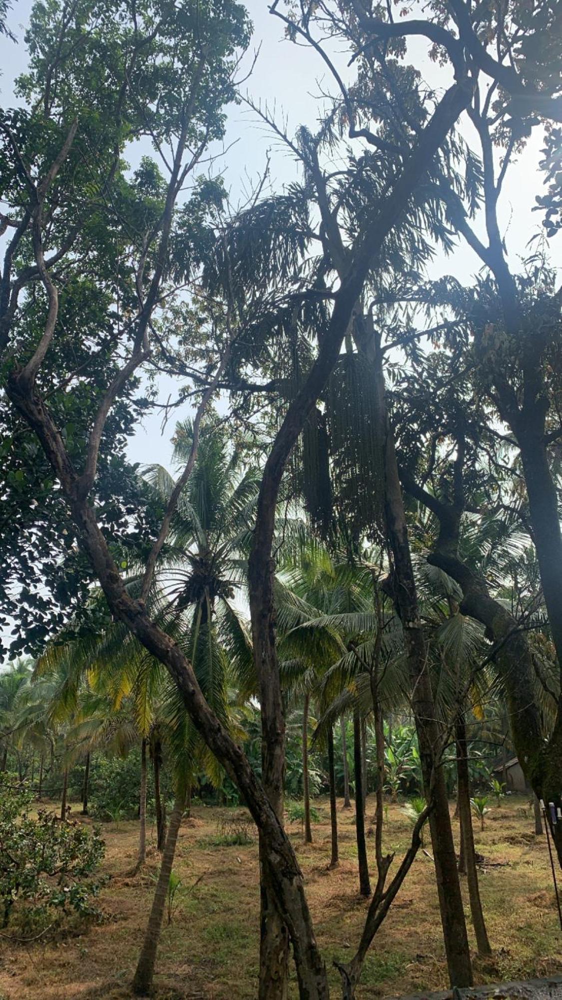 بيت شباب Tamasha Goa فاغاتور المظهر الخارجي الصورة